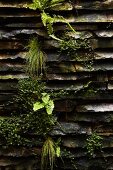 Mosses, ferns and other plants growing on stone wall