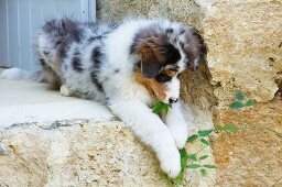 Australian Shepherd puppy playing with plant tendril in garden