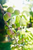 Unripe apricots on branch in sunny garden