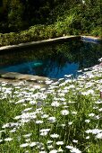 Idyllic pool surrounded by glorious meadow of blooming ox-eye daisies