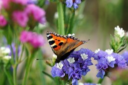 Butterfly on sea lavender in garden