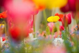 Blühende Mohnblumen, Tulpen und Vergissmeinnicht im Garten