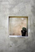Cactus in black pot in square window opening of grey concrete wall