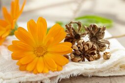 Pot marigolds: fresh flowers and dried heads for saving seeds