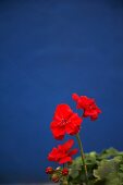 Red pelargonium against blue wall