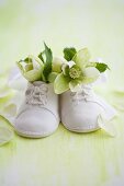 Hellebores in baby shoes