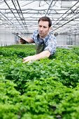 Germany, Bavaria, Munich, Mature man examining parsley plants in greenhouse