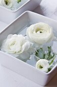 White ranunculus flowers floating in water in white china dish