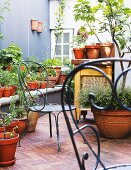 Plants in terracotta pots and ornate wire chairs on terrace with masonry bench