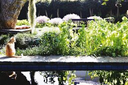 Wasserbecken mit Spiegelung in sonnigem, dicht bepflanztem Garten