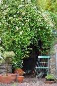 Lushly rambling clematis (Clematis montana Wilsonii) over door of tool shed with stone walls