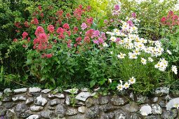 Stone wall with lushly flowering valerian (Centranthus) and ox-eye daisies (Chrysanthemum)