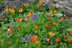 Bed of delicate flowers with Welsh poppies (Meconopsis) and columbine (Aquilegia) in front of stone wall