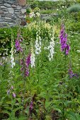 White and purple foxgloves (Digitalis) in front of stone wall in cottage garden