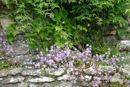 Harebells (Campanula) and jasmine (Jasminum officinalis) in Alpine bed