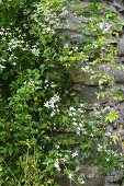 Wild clematis on stone wall
