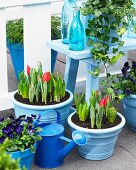 Violas, hyacinths, crocuses and tulips in planters on terrace