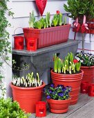 Stiefmütterchen, Hyazinthen, Krokusse und Tulpen in Töpfen in einer Terrassenecke