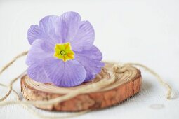 Pale blue primula flower and twine on disc of wood