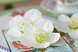weiße Schneerosenblüten auf nostalgischer Postkarte
