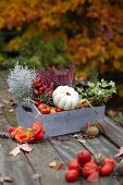 Herbstliches Gesteck in Holzkiste mit Heidekraut, Zierkürbis, Zierpaprika, Leucophytha brownii und Efeu auf Holztisch im Garten