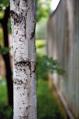 Trunk of birch tree in garden with tall fence