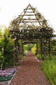 Flowering rose ('New Dawn') growing over tent-shaped pergola above reddish brown gravel path in extensive gardens