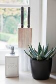 Plant in black pot next to soap dispenser and knife block in front of window
