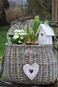 Frühlingskorb mit Bellis, Hyazinthen und Vogelhaus auf einem Gartenstuhl