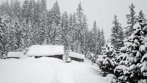 Snow-covered Alpine cabin surrounded by trees