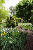 Flowering iris lining meandering gravel path in park-like garden
