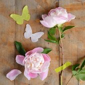 Peonies and paper butterflies on wooden surface