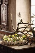 Goose eggs decorated with spring flowers on tray in front of branches on table and windowsill