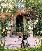 Dog in flowering garden