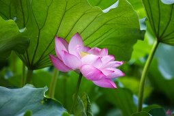 Lotus flower in front of leaves