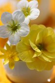 Yellow & white spring flowers in egg shell used as miniature vase