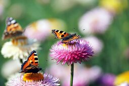 Drei Schmetterlinge auf Strohblumen