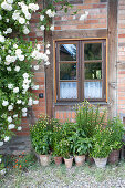 Potted plants on floor and rose bush against rustic brick facade with lattice window