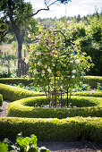 Weissblühender Rosenbusch in der Mitte einer kreisförmigen, niedrigen Hecke in Gartenanlage