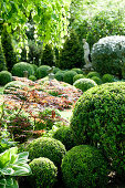 Small red maple amongst topiary box balls in garden