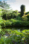 Mature garden pond surrounded by many various foliage plants