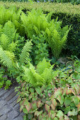 Bed of ferns between garden hedge and stone-paved path