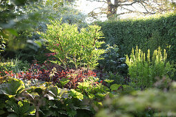 Mature, sunny garden with clipped, deciduous hedge
