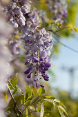 Pendulous wisteria flower racemes in sunshine