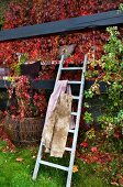 Blankets on ladder leaning against wooden beams of veranda covered in red vine foliage