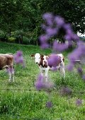 Calf in meadow with purple flowers in foreground