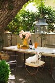 Lantern hanging from tree above garden table with old chairs and dog sitting on stool