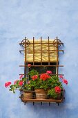 Iron window grille with potted geraniums on facade painted cloudy blue