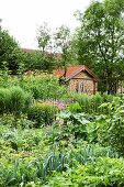 Lush cottage garden with firewood store in background