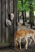 Deer standing next to crocheted deer head with twig antlers and hat on wooden wall